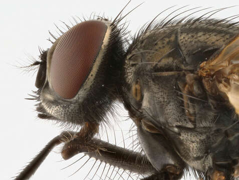 Image of house fly