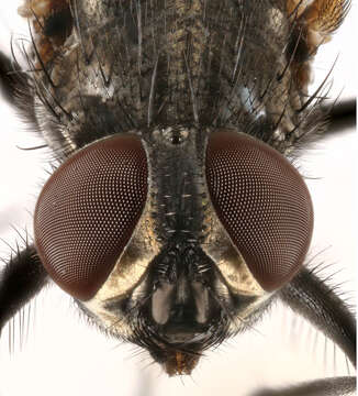 Image of house fly