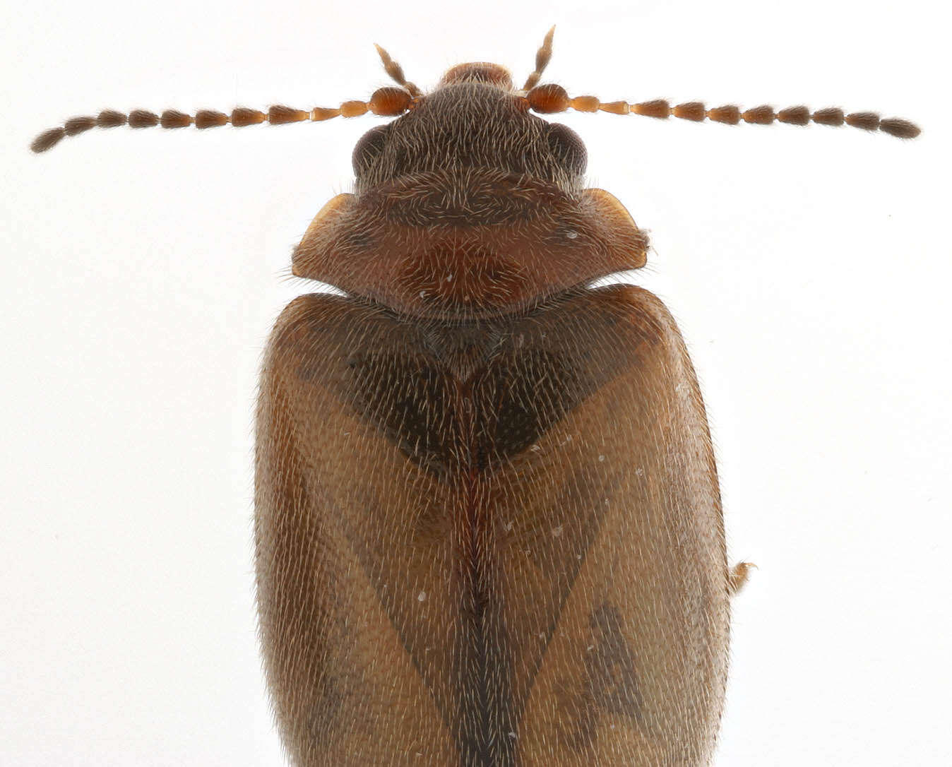 Image of Contacyphon variabilis (Thunberg 1785)