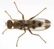 Image de Geomyza tripunctata Fallen 1823