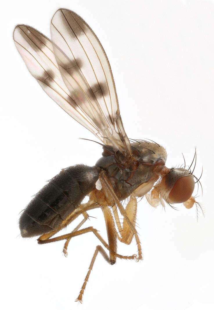 Image de Geomyza tripunctata Fallen 1823