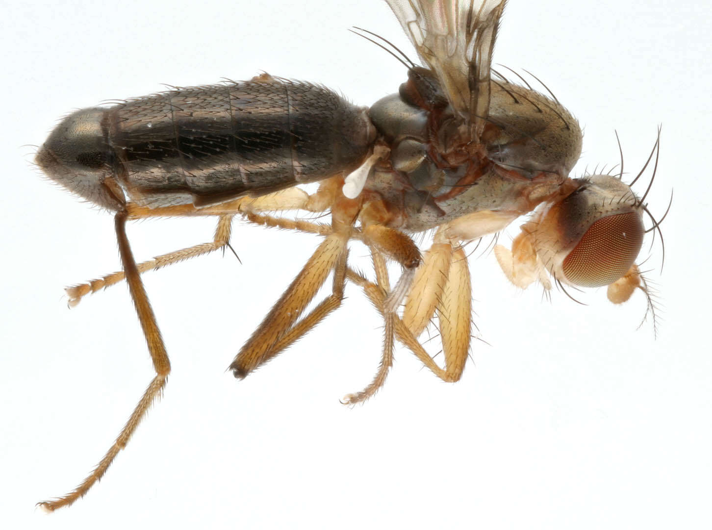 Image de Geomyza tripunctata Fallen 1823