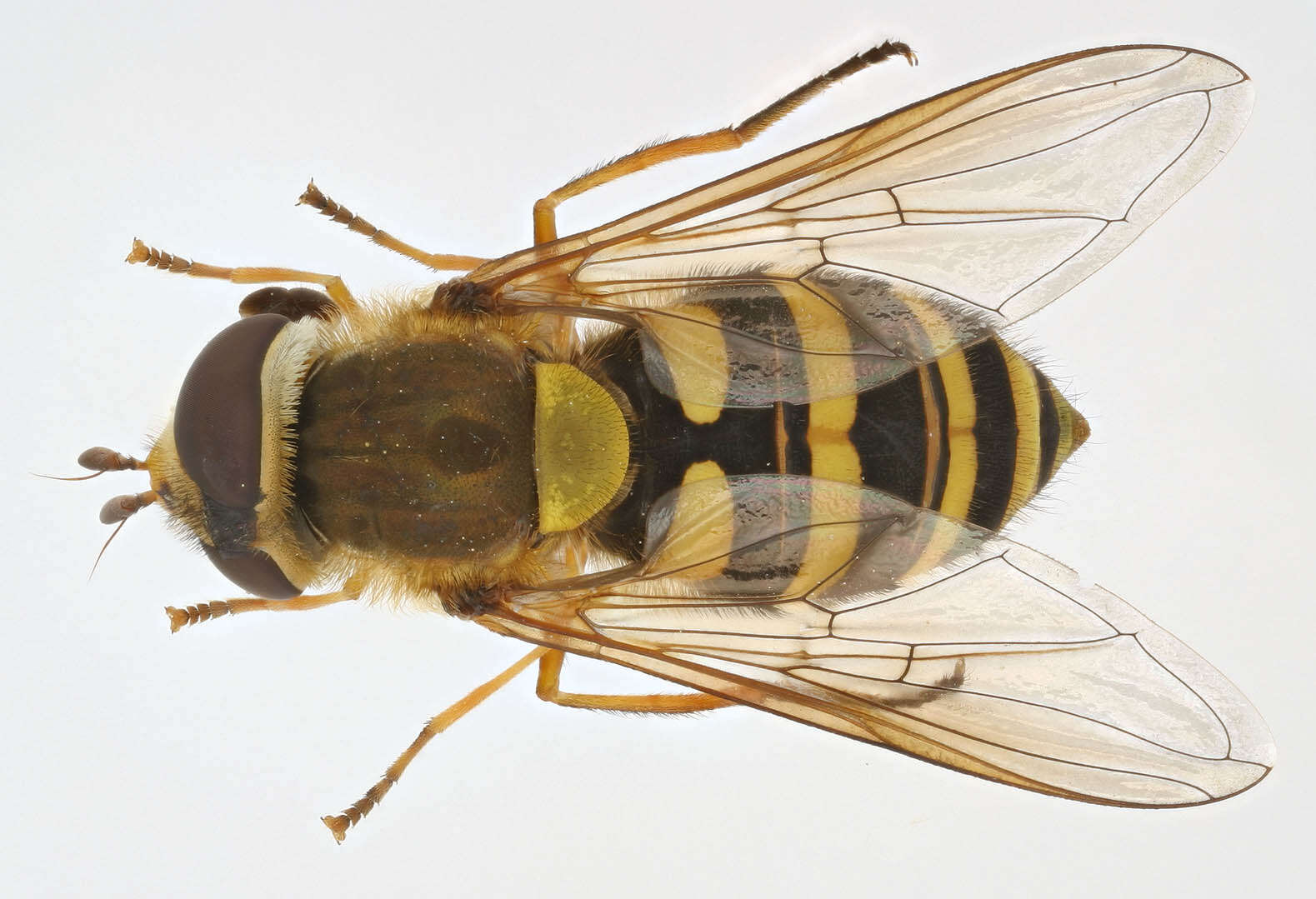 Image of Common Banded Hoverfly