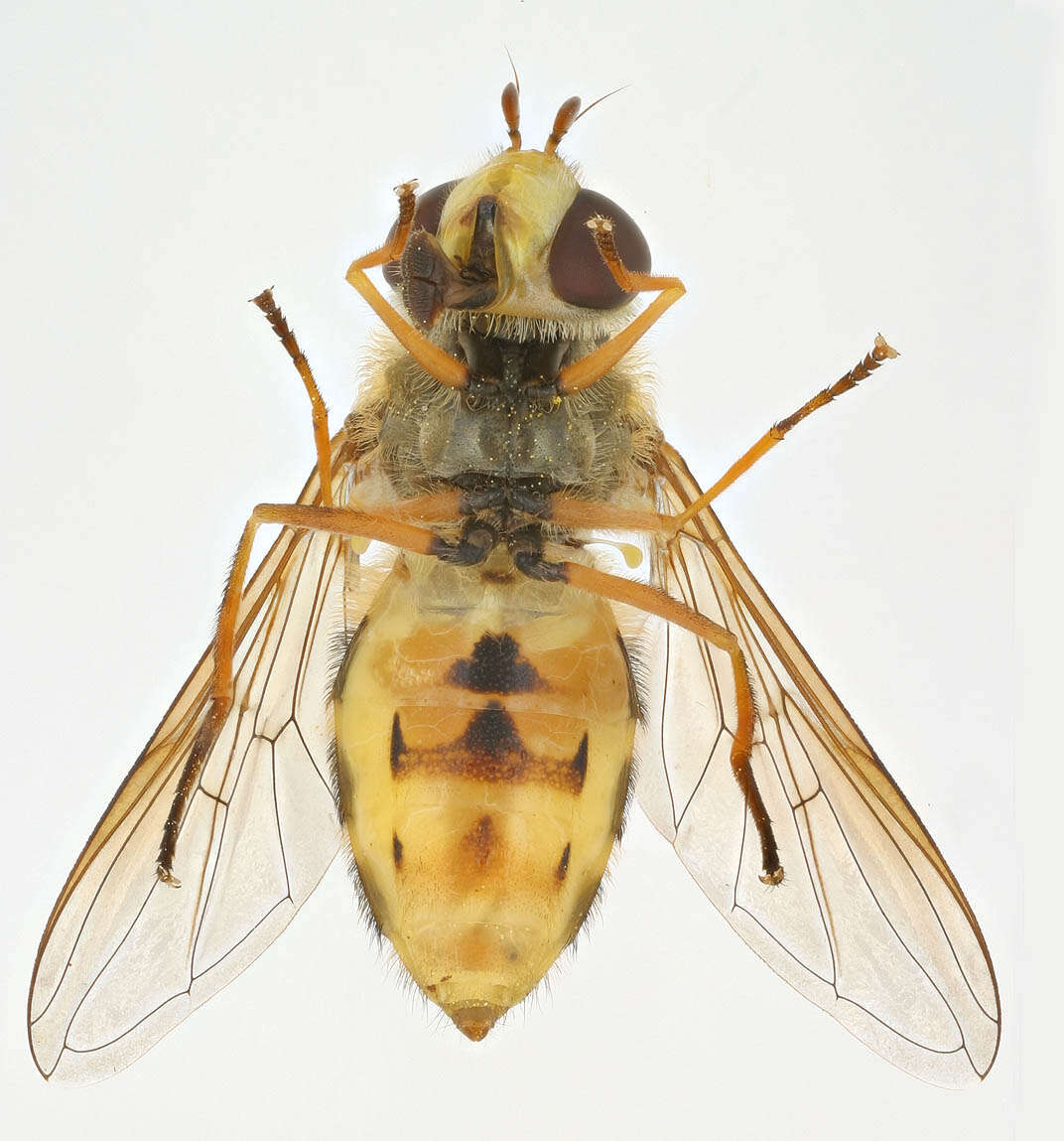 Image of Common Banded Hoverfly