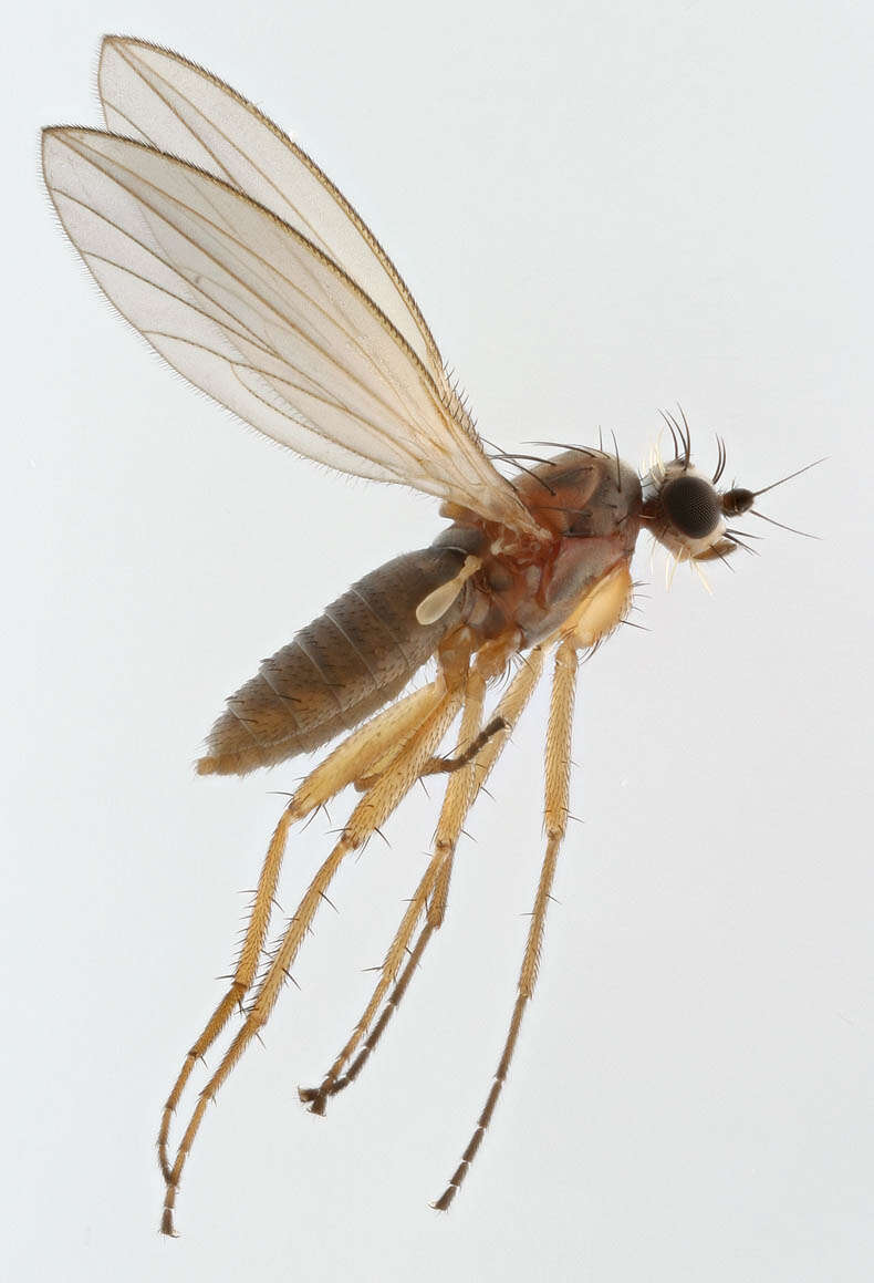 Image of Lonchoptera bifurcata (Fallen 1810)