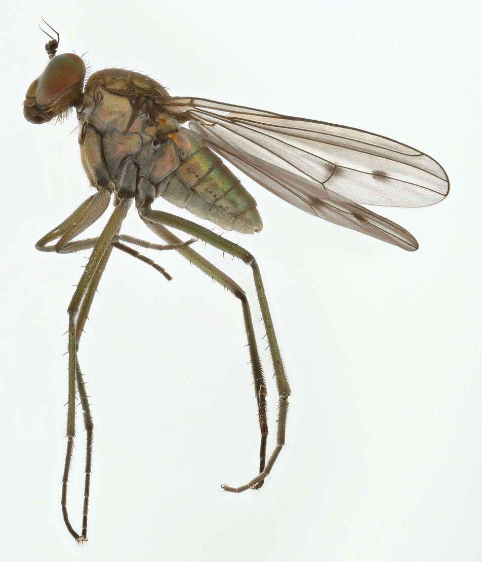 Imagem de Hydrophorus bipunctatus (Lehmann 1822)
