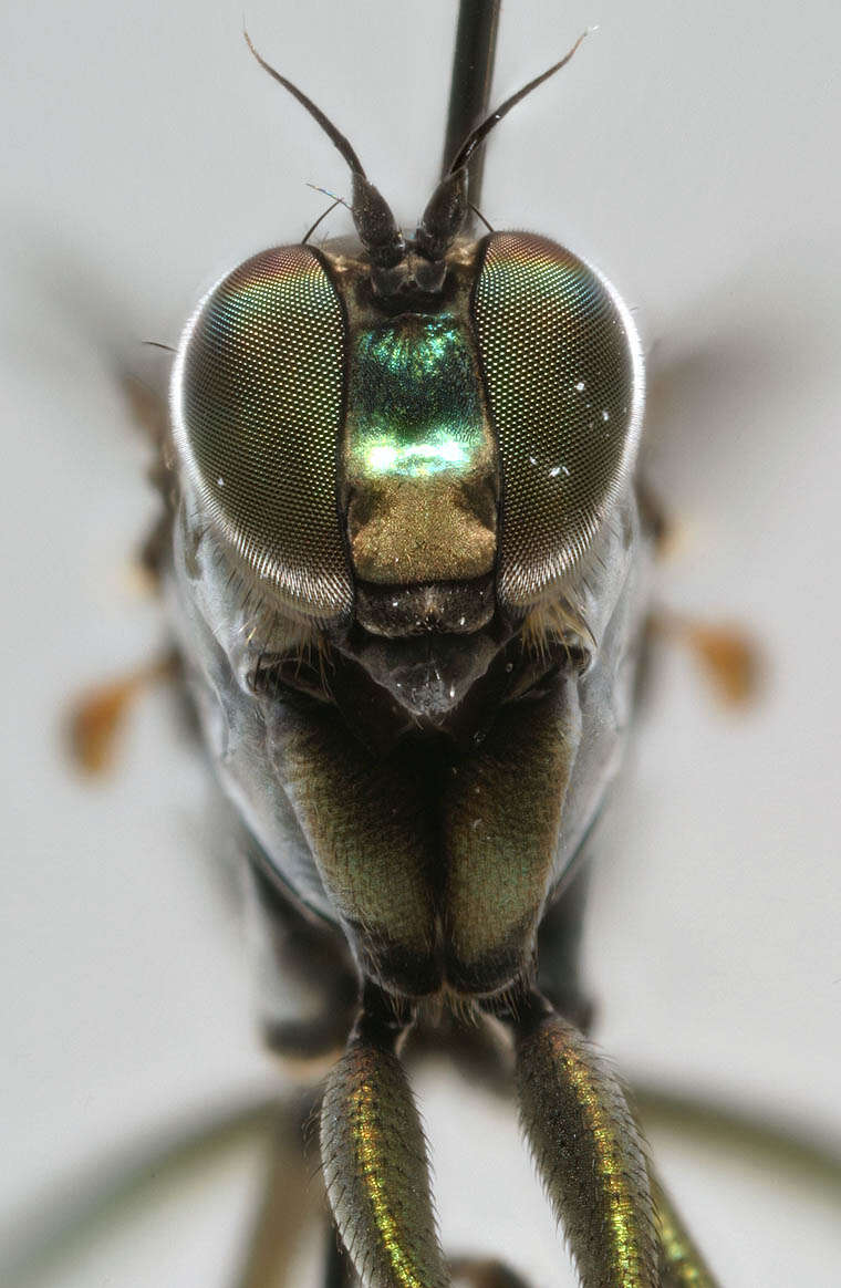 Imagem de Hydrophorus bipunctatus (Lehmann 1822)