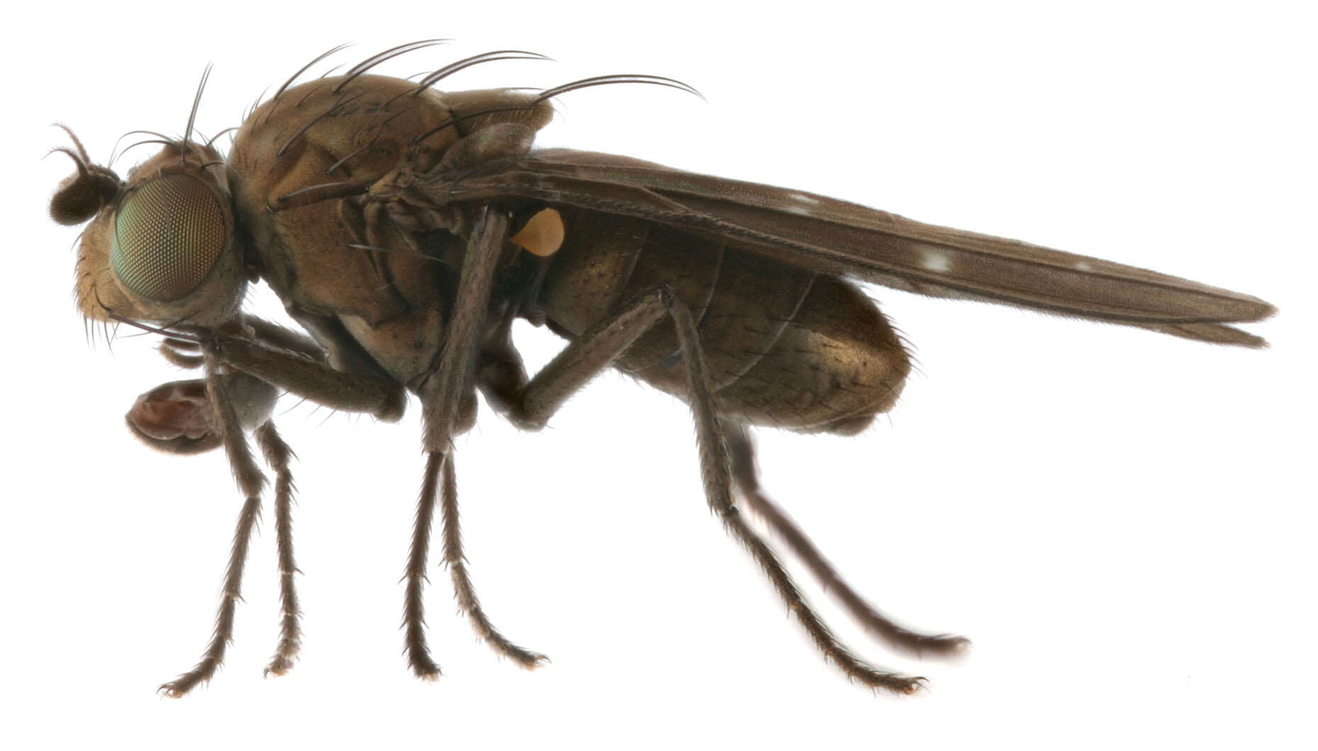 Image of Shore fly