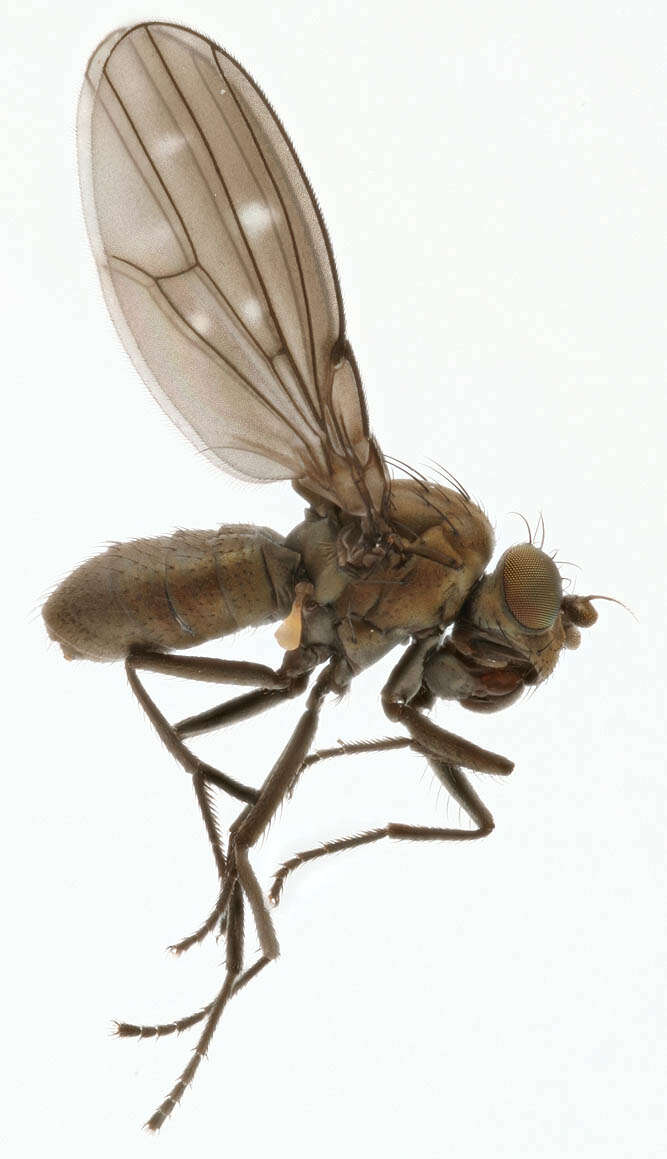 Image of Shore fly