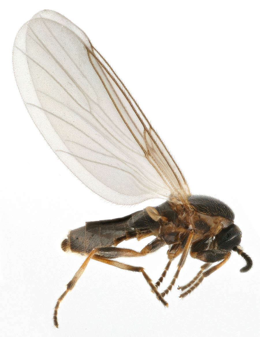 Image of Apiloscatopse picea (Meigen 1818)
