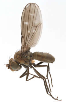 Image of Shore fly