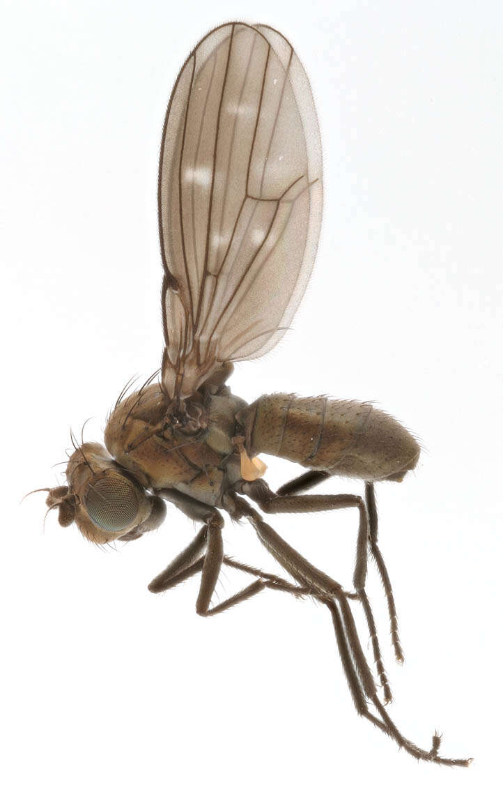 Image of Shore fly