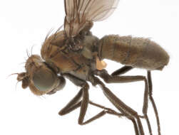 Image of Shore fly