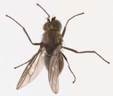 Image of Shore fly