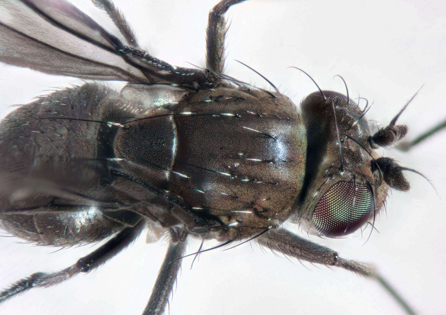 Image of Shore fly