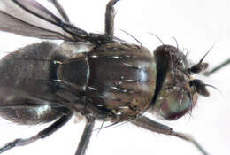 Image of Shore fly