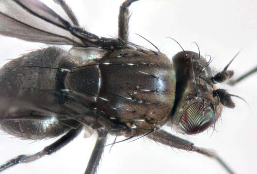 Image of Shore fly