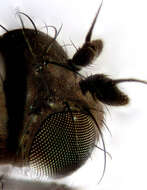 Image of Shore fly