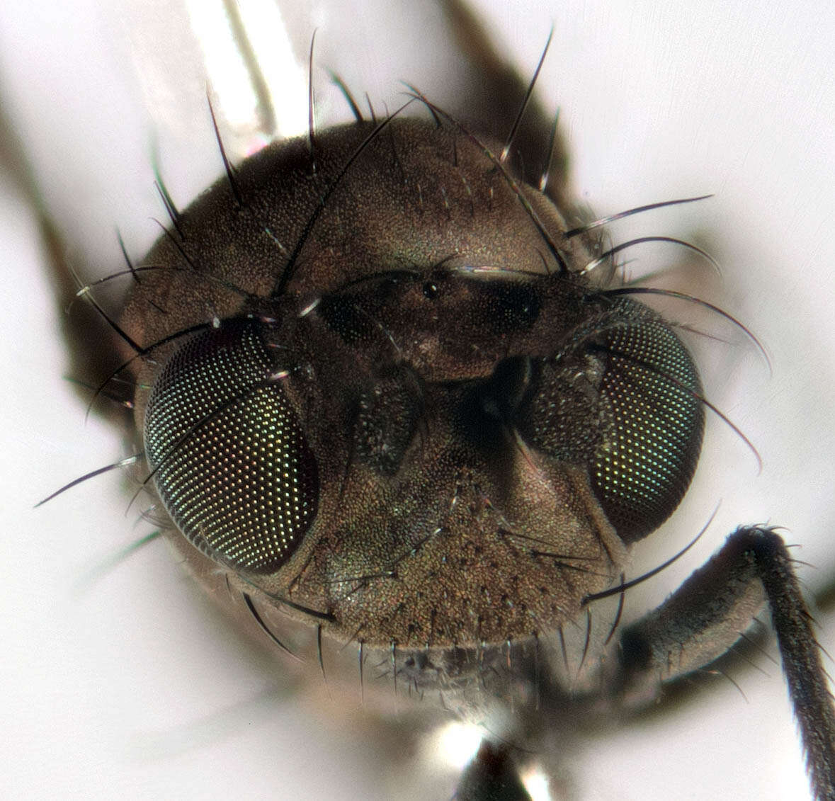 Image of Shore fly