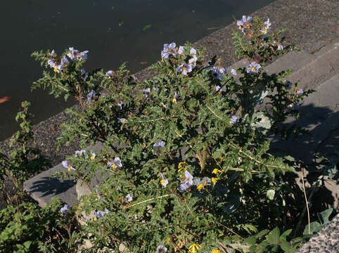 Image of sticky nightshade