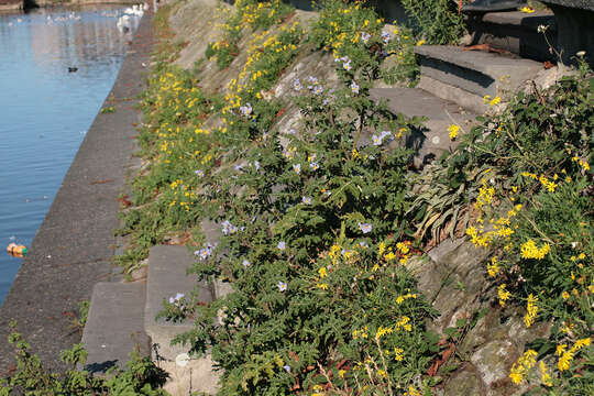 Image of sticky nightshade