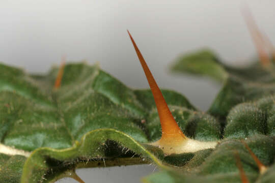 Image of sticky nightshade