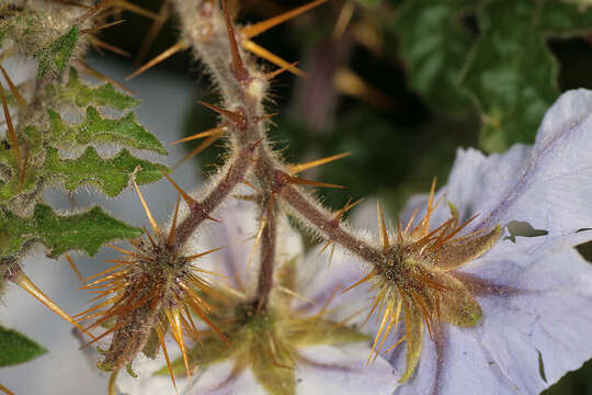 Image of sticky nightshade