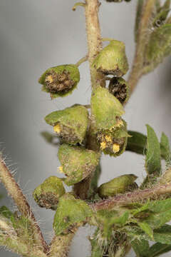 Image of annual ragweed