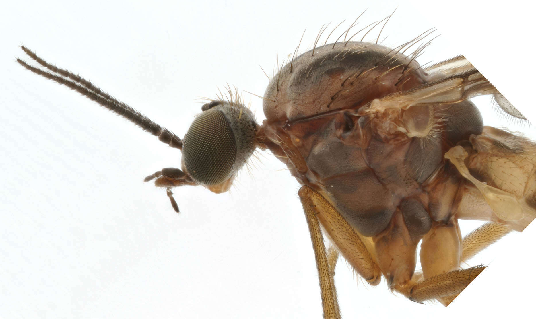 Image of Window Gnat