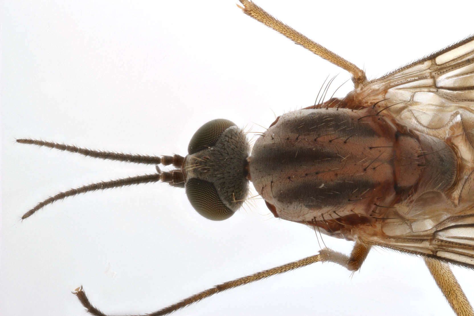 Image of Window Gnat