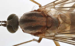 Image of Window Gnat