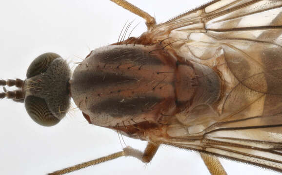 Image of Window Gnat