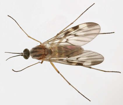 Image of Window Gnat