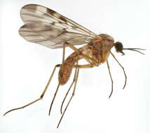 Image of Window Gnat