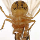 Image of Sapromyza albiceps
