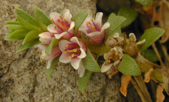 Image of black saltwort