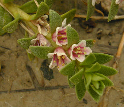 Image of black saltwort