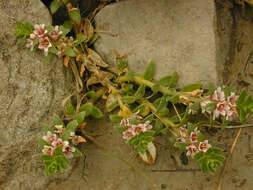 Image of black saltwort