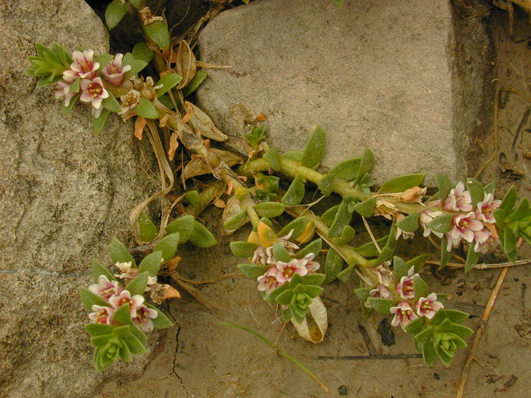 Image of black saltwort