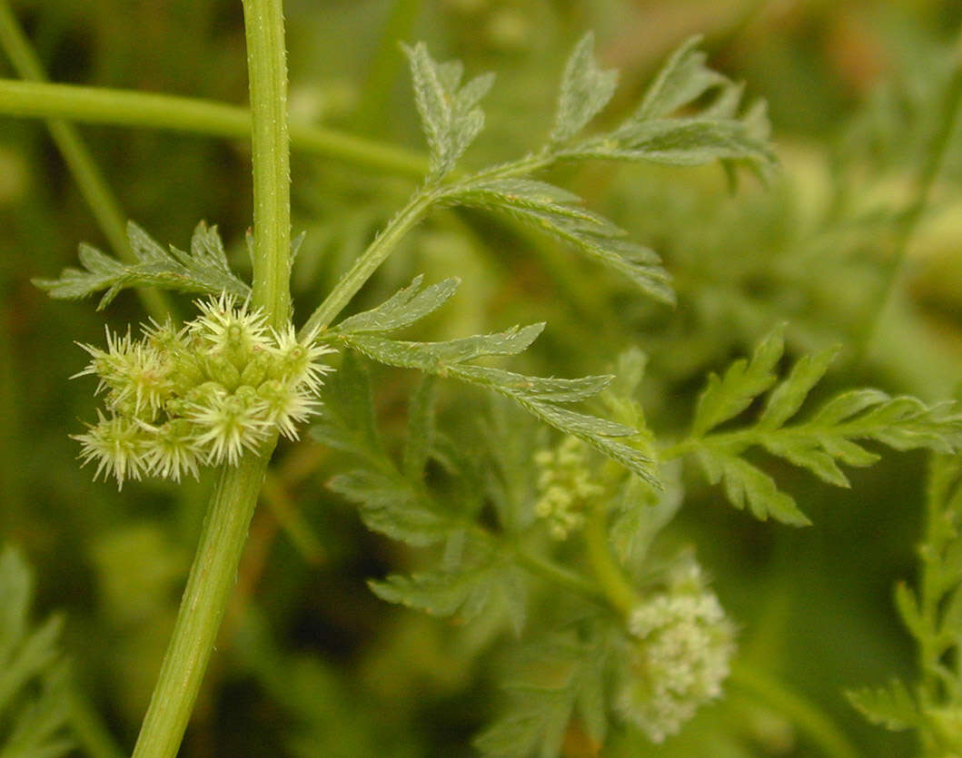 Torilis nodosa (L.) Gaertner resmi