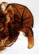 Image of Clusiodes gentilis Collin 1912