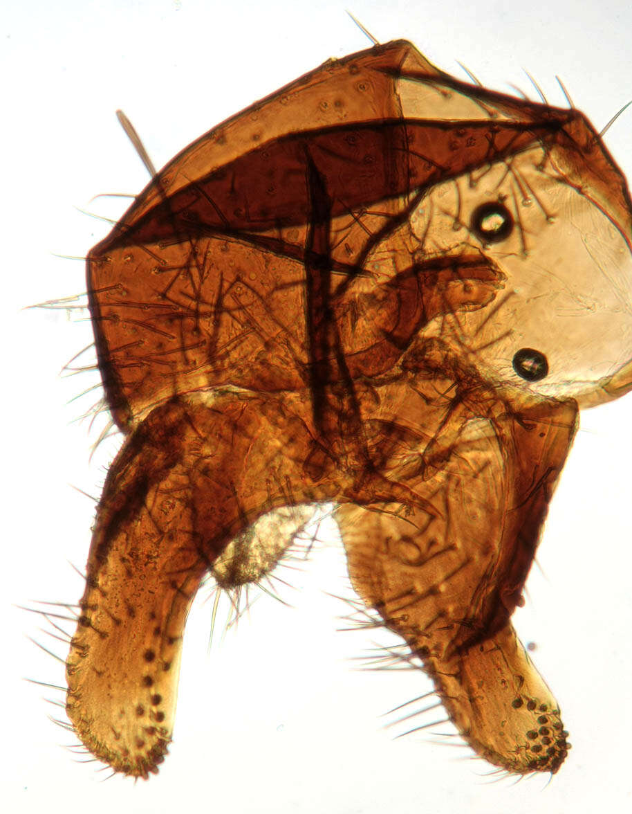 Image of Clusiodes gentilis Collin 1912