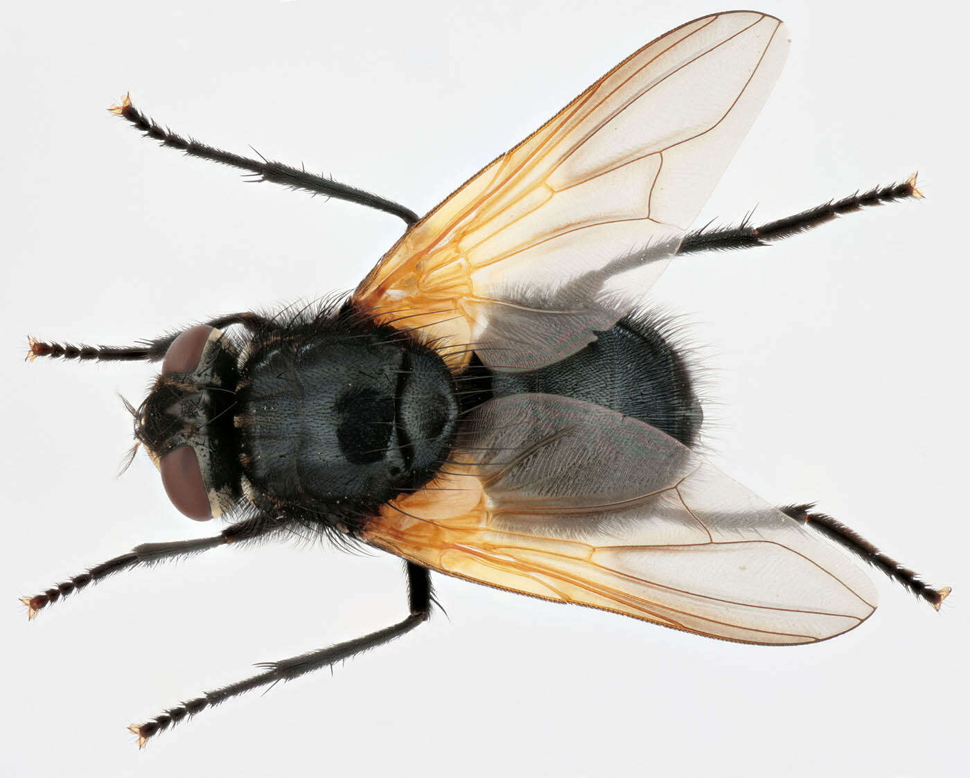 Image of Mesembrina meridiana (Linnaeus 1758)