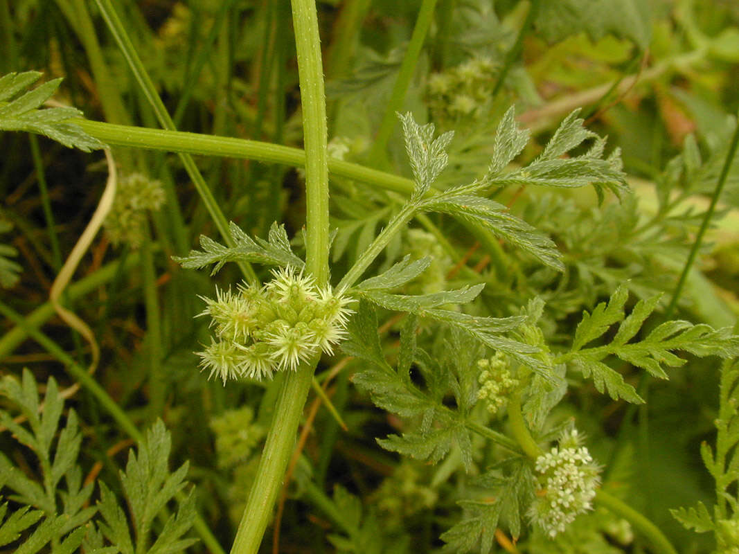 Torilis nodosa (L.) Gaertner resmi