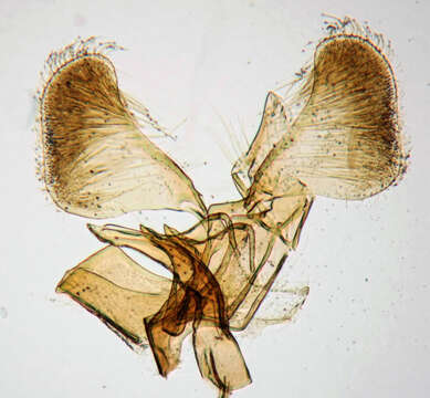 Image of Hawthorn Slender
