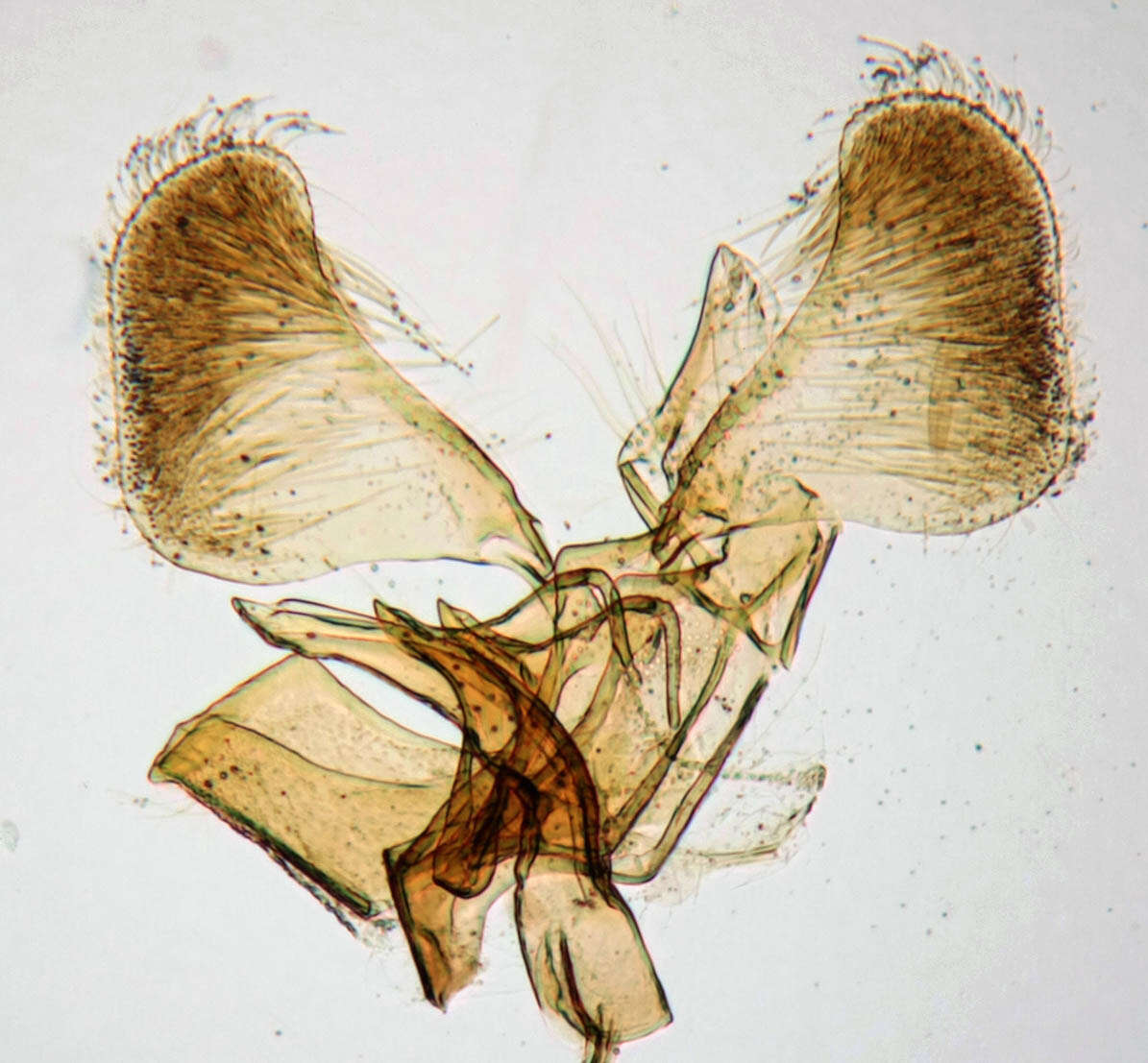 Image of Parornix anglicella (Stainton 1850)