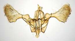 Image of Pointed Slender
