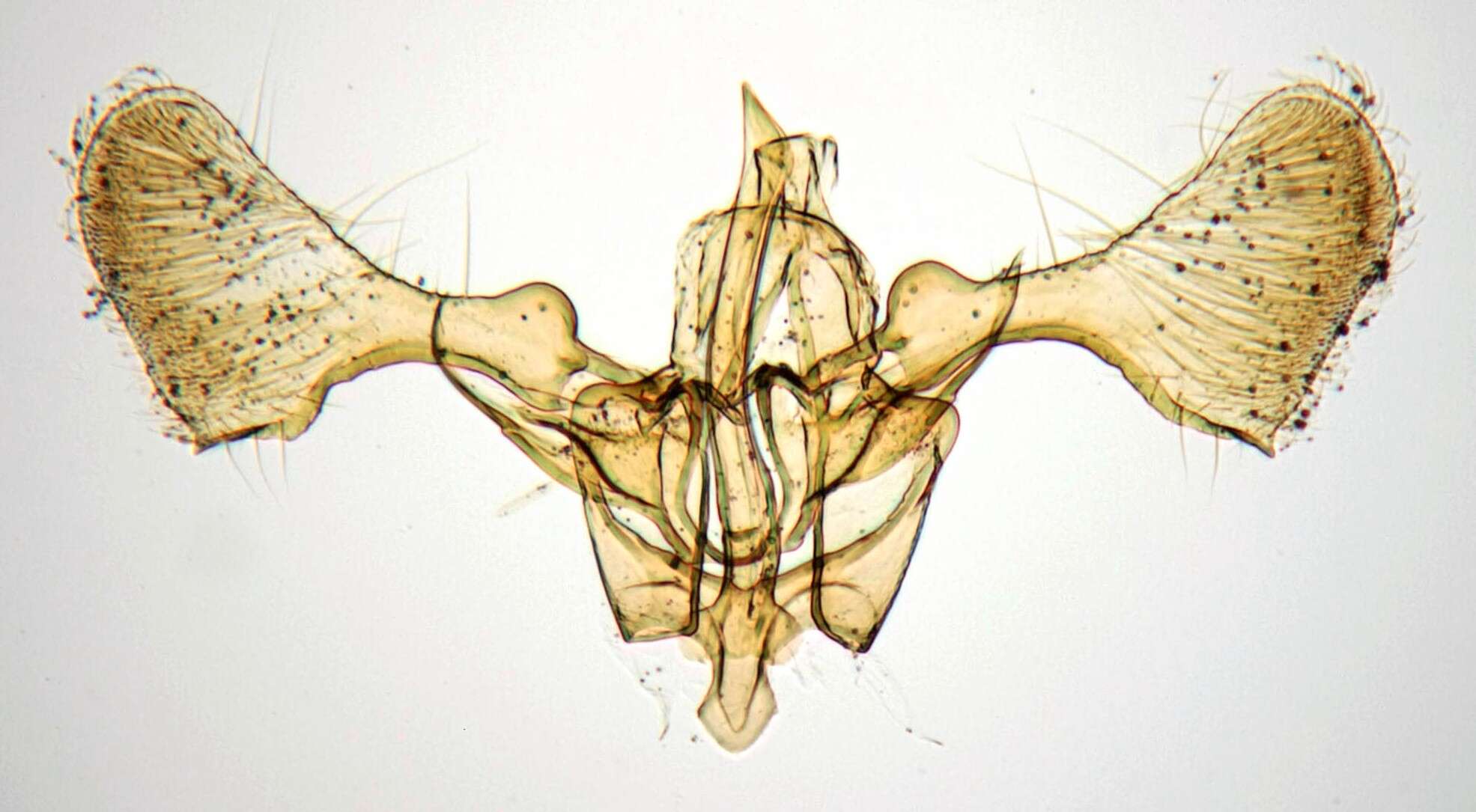 Image of Pointed Slender