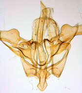 Image of Pointed Slender