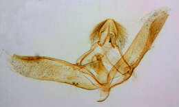 Image of Eudonia angustea Curtis 1827